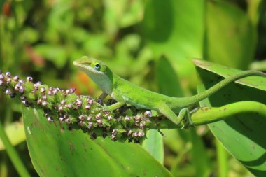 Florida doğasında yeşil tropikal kertenkele, yakın plan