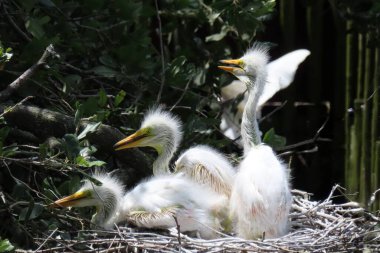 Florida 'daki yuvada karlı balıkçıl yavruları, yakın plan