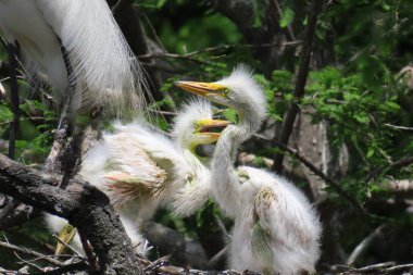 Florida 'daki yuvada karlı balıkçıl yavruları, yakın plan