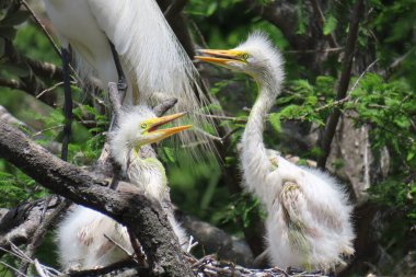 Florida 'daki yuvada karlı balıkçıl yavruları, yakın plan