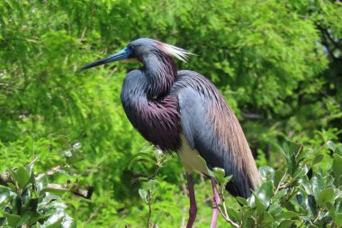 Florida 'daki yuvada üç renkli balıkçıl, yakın plan.