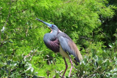 Florida 'daki yuvada üç renkli balıkçıl, yakın plan.