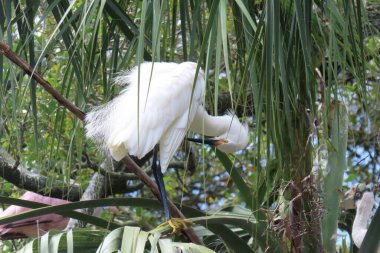 Florida 'daki yuvada beyaz karlı balıkçıl, yakın plan.
