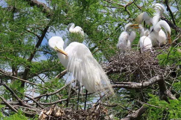 Florida 'da yuvasında yavruları olan beyaz karlı balıkçıl. Yakın plan.