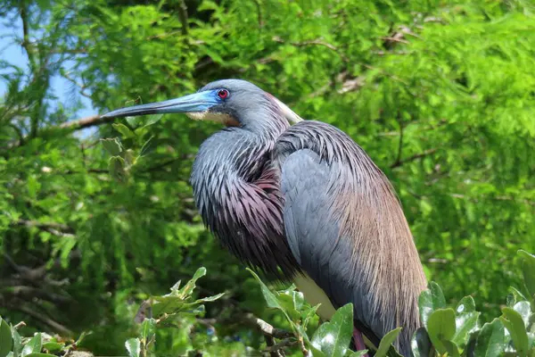 Florida 'daki yuvada üç renkli balıkçıl, yakın plan.