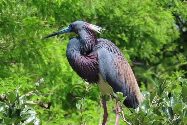 Florida 'daki yuvada üç renkli balıkçıl, yakın plan.