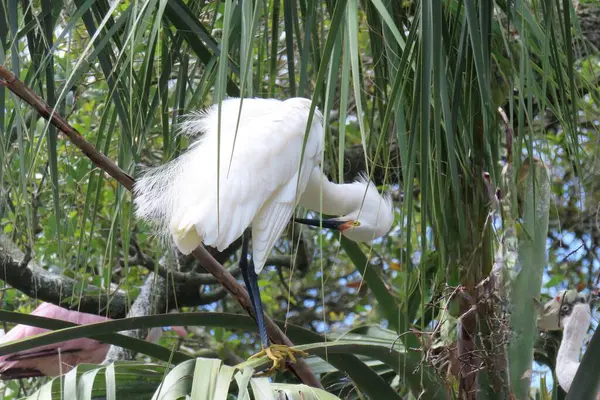 Florida 'daki yuvada beyaz karlı balıkçıl, yakın plan.