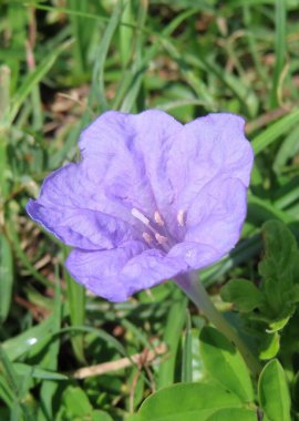 Mor Ruellia çiçeği Florida 'da vahşi, yakın plan