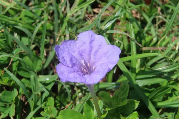 Mor Ruellia çiçeği Florida 'da vahşi, yakın plan
