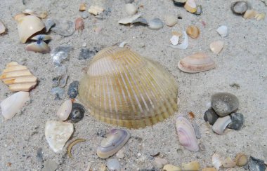 Kuzey Florida 'nın Atlantik kıyısındaki deniz kabukları