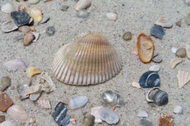 Kuzey Florida 'nın Atlantik kıyısındaki deniz kabukları