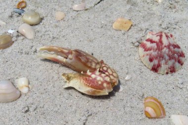 Florida 'da bir sahilde yengeç pençesi ve deniz kabuğu