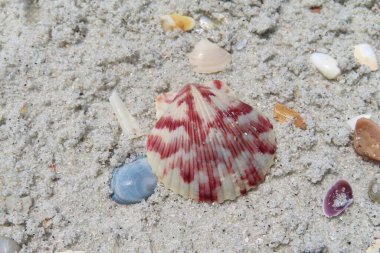 Kuzey Florida 'nın Atlantik kıyısındaki deniz kabukları