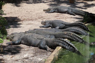 Florida çiftliğindeki timsahlar, yakın plan.