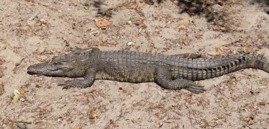 Florida çiftliğindeki timsah, yakın plan.