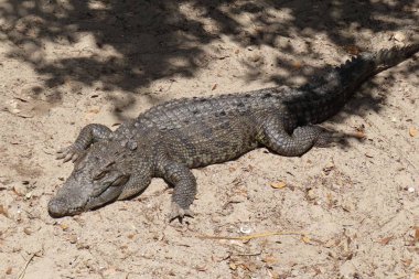 Florida çiftliğindeki timsah, yakın plan.