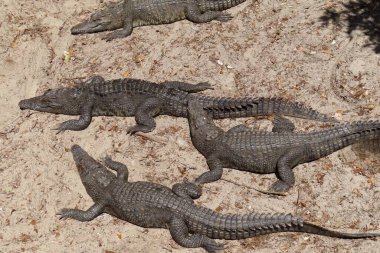 Florida çiftliğindeki timsahlar, yakın plan.