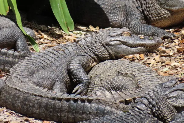 Florida çiftliğindeki timsahlar, yakın plan.