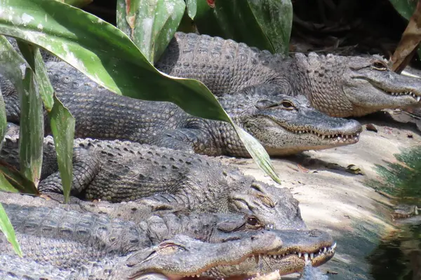 Florida çiftliğindeki timsahlar, yakın plan.