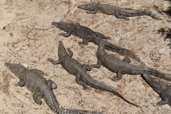 Florida çiftliğindeki timsahlar, yakın plan.