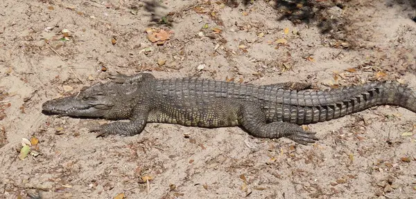 Florida çiftliğindeki timsah, yakın plan.