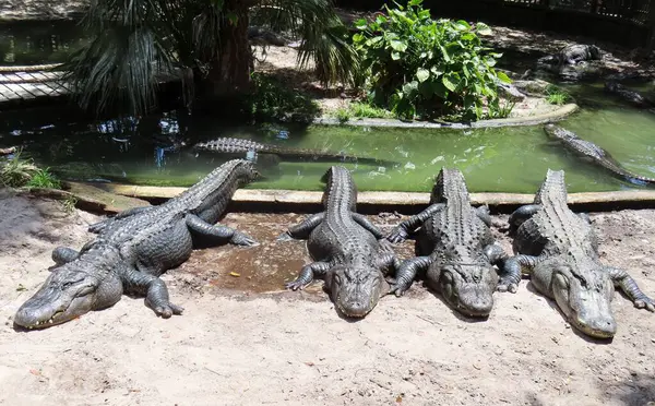 Florida çiftliğindeki timsahlar, yakın plan.