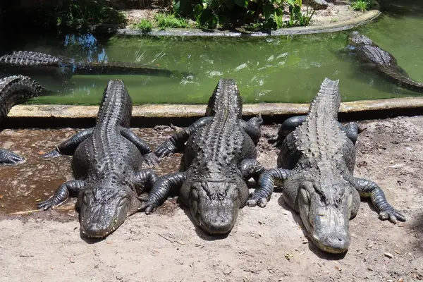 Florida çiftliğindeki timsahlar, yakın plan.