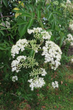Florida doğasında çiçek açan Mürver çiçekleri (Sambucus nigra)