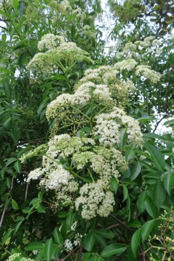 Florida doğasında çiçek açan Mürver çiçekleri (Sambucus nigra)