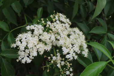 Florida doğasında çiçek açan Mürver çiçekleri (Sambucus nigra)