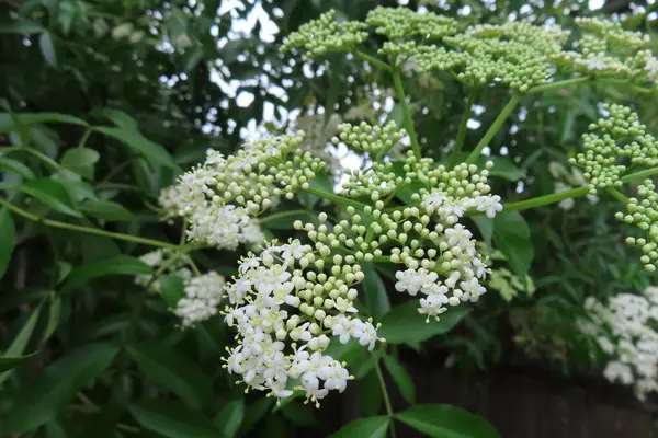 Florida doğasında çiçek açan Mürver çiçekleri (Sambucus nigra)