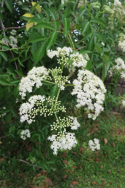 Florida doğasında çiçek açan Mürver çiçekleri (Sambucus nigra)