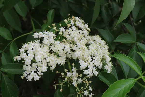 Florida doğasında çiçek açan Mürver çiçekleri (Sambucus nigra)