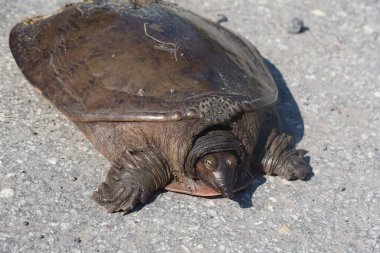 Florida vahşi, yakın çekim yumuşak kabuklu kaplumbağa (Amyda kıkırdak)