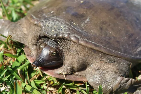 Florida vahşi, yakın çekim yumuşak kabuklu kaplumbağa (Amyda kıkırdak)