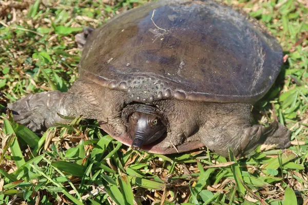 Florida vahşi, yakın çekim yumuşak kabuklu kaplumbağa (Amyda kıkırdak)