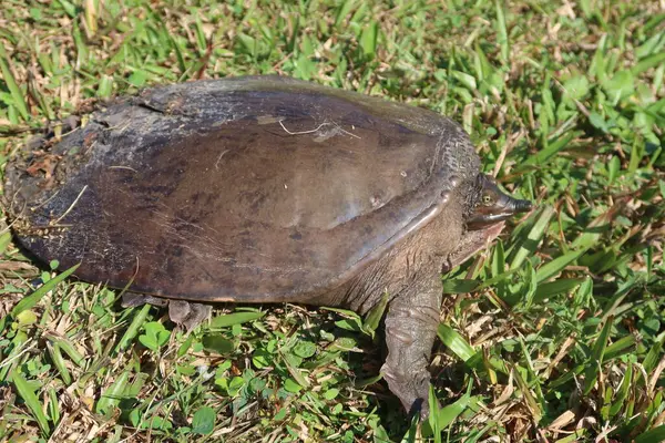 Florida vahşi, yakın çekim yumuşak kabuklu kaplumbağa (Amyda kıkırdak)