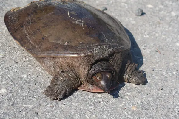 Florida vahşi, yakın çekim yumuşak kabuklu kaplumbağa (Amyda kıkırdak)