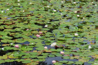 Florida 'daki gölette nilüfer çiçekleri.