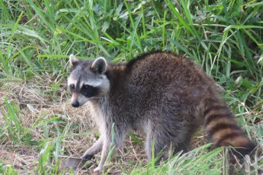Florida 'da çimde rakun, vahşi, yakın plan