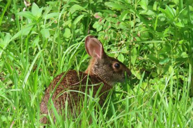 Florida doğasında çimen üzerinde Amerikan tavşanı, yakın plan 