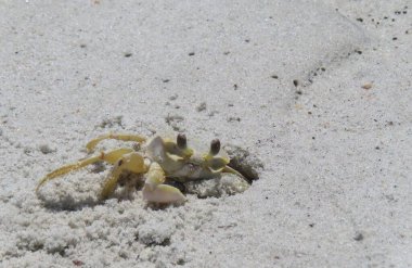 Kuzey Florida 'nın Atlantik sahilinde Yengeç 