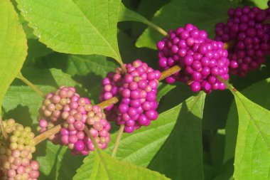 Callicarpa üzümleri Florida 'da çalılıklarda, yakın plan