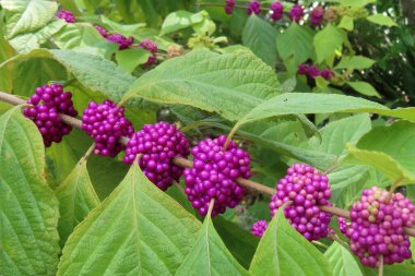 Callicarpa üzümleri Florida 'da çalılıklarda, yakın plan