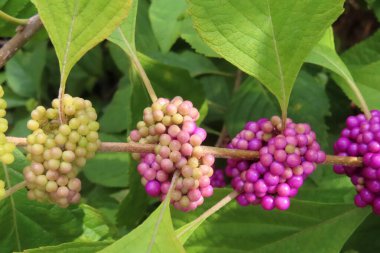 Callicarpa üzümleri Florida 'da çalılıklarda, yakın plan