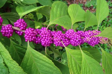 Callicarpa üzümleri Florida 'da çalılıklarda, yakın plan