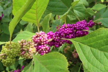 Callicarpa üzümleri Florida 'da çalılıklarda, yakın plan