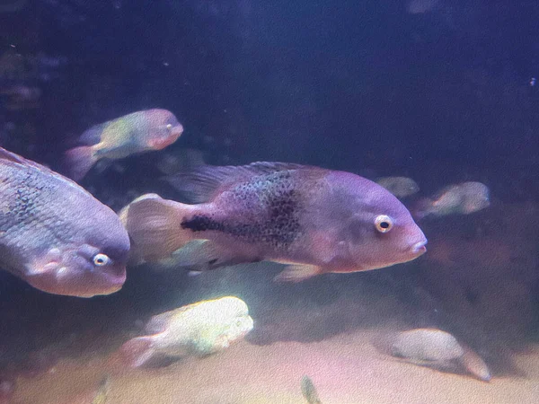 Zbliżenie Ryby Akwarium — Zdjęcie stockowe