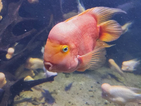 Piękne Kolorowe Ryby Akwarium — Zdjęcie stockowe