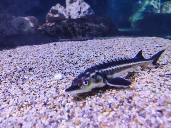 Nahaufnahme Eines Fisches Aquarium — Stockfoto